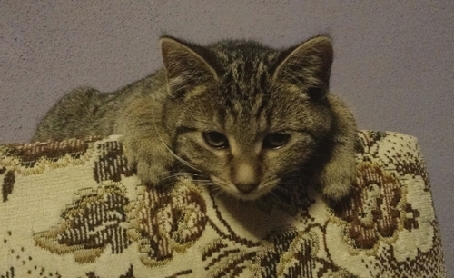 Adoptusie. Marysia - w domu :)