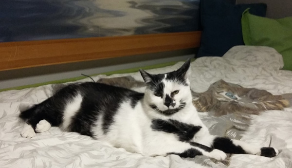 Adoptusie. Elwirka, czyli nadwrażliwa Virginia Woolf. Już nie szuka :)