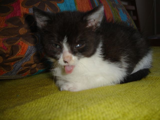 Adoptusie. Alexis - rozmruczana księżniczka - w domu :)