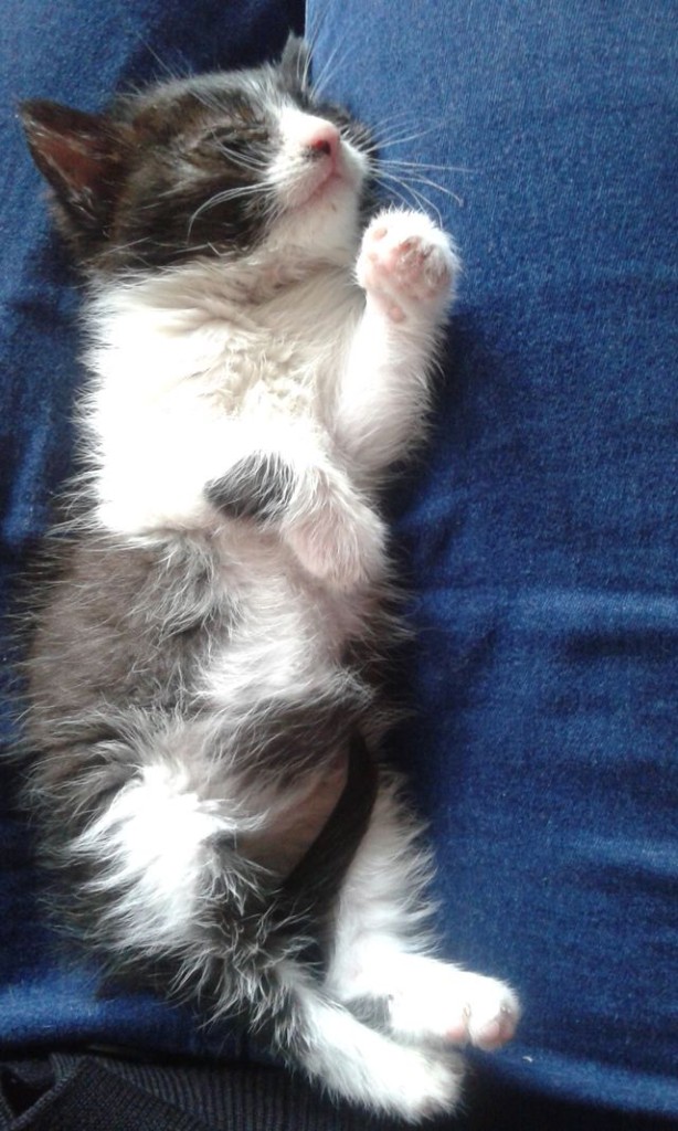 Adoptusie. Alexis - rozmruczana księżniczka - w domu :)