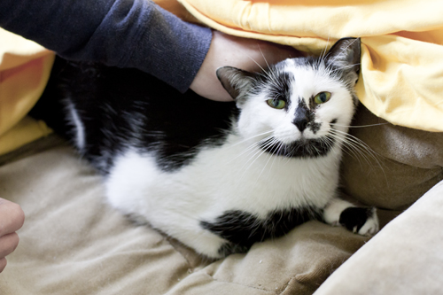 Adoptusie. Elwirka, czyli nadwrażliwa Virginia Woolf. Już nie szuka :)