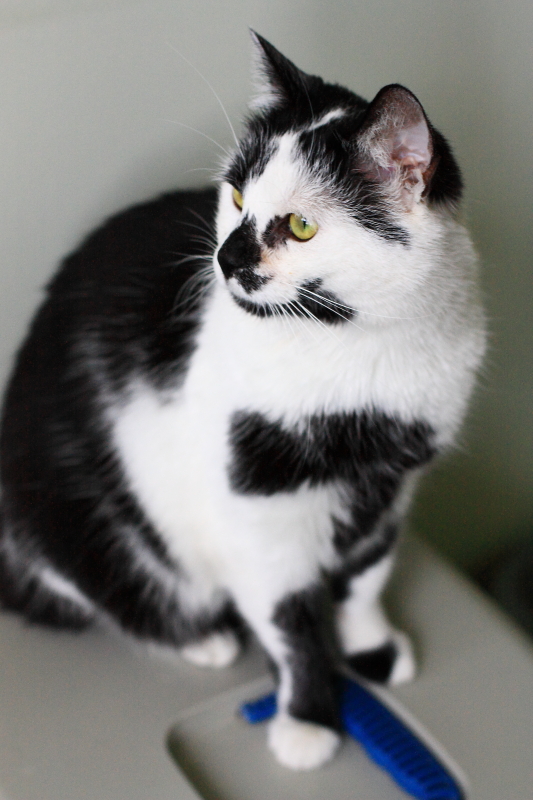 Adoptusie. Elwirka, czyli nadwrażliwa Virginia Woolf. Już nie szuka :)