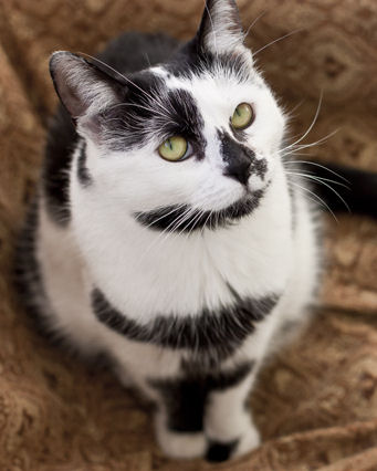 Adoptusie. Elwirka, czyli nadwrażliwa Virginia Woolf. Już nie szuka :)