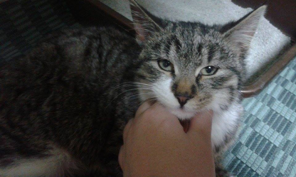 Ivo (nie)zguba? W domu :)