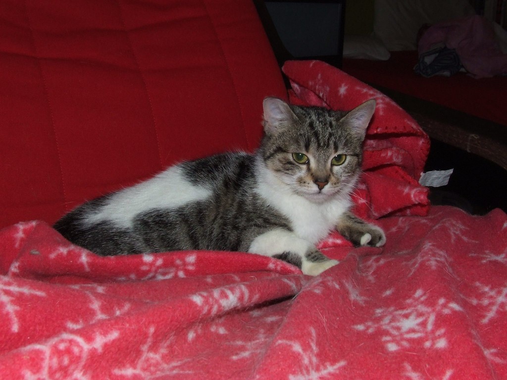 Mumu - kotka spod maski - w domu :)