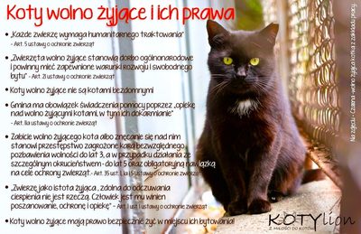 Koty wolno żyjące. Poznaj ich prawa i stań w ich obronie!