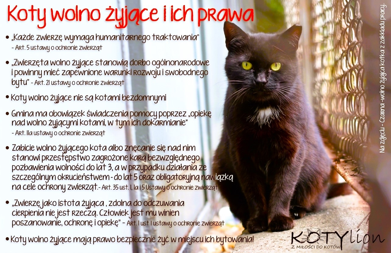 Koty wolno żyjące. Poznaj ich prawa i stań w ich obronie!