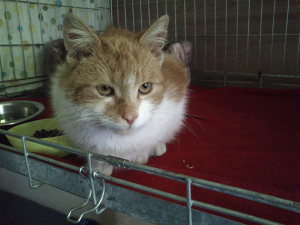 Dukat kot idealny. W domu :)