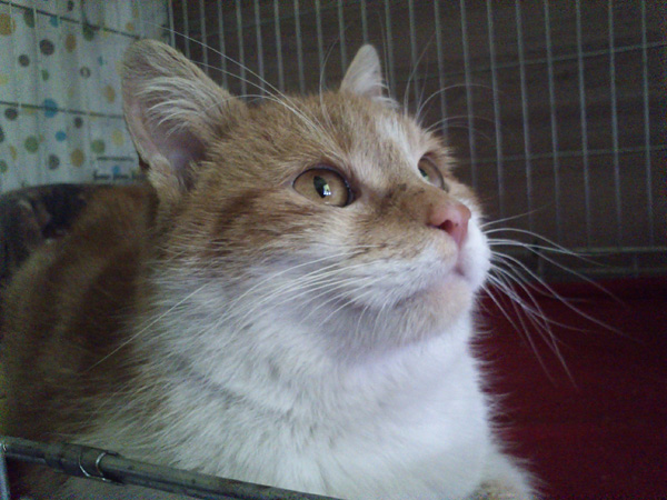 Dukat kot idealny. W domu :)