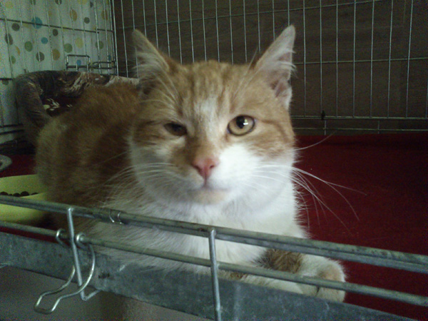 Dukat kot idealny. W domu :)