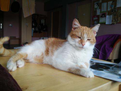 Dukat kot idealny. W domu :)