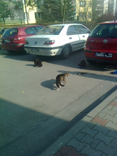 Koty na Retkini, wesprzemy karmicielkę.