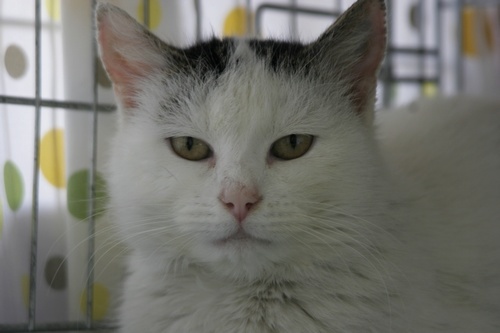 Adoptusie. Alinka – łagodna koteczka. W domu :)