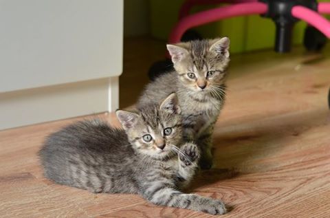 Kocia rodzinka - kociaki w domach :)