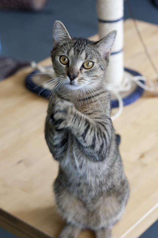Adoptusie. Migotek - żywe srebro. W domu :)