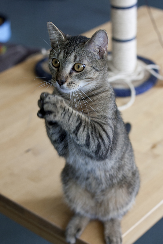 Adoptusie. Migotek - żywe srebro. W domu :)