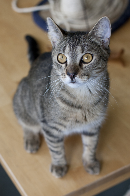 Adoptusie. Migotek - żywe srebro. W domu :)
