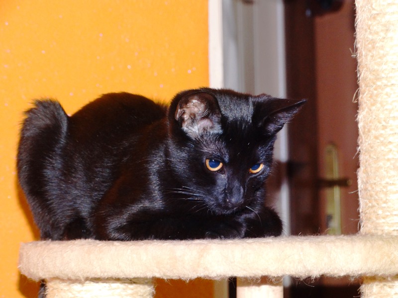 Adoptusie. Lily - zostaje w dt