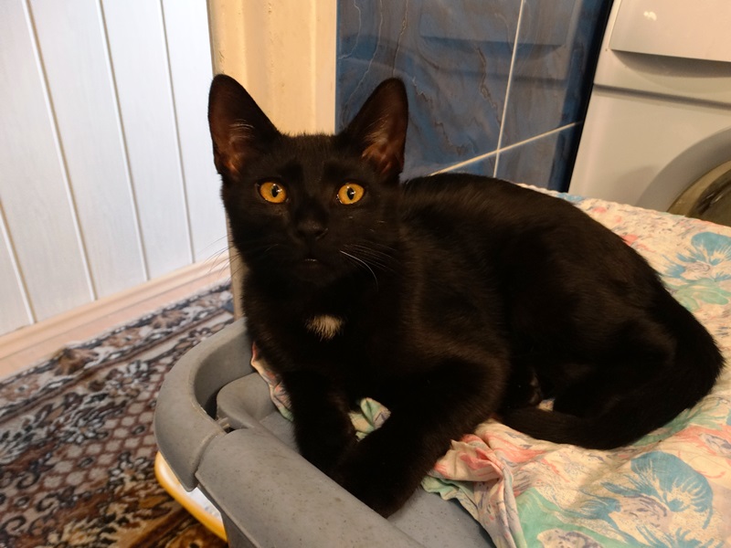 Adoptusie. Lily - zostaje w dt