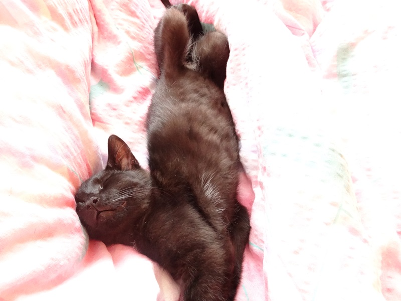 Adoptusie. Lily - zostaje w dt