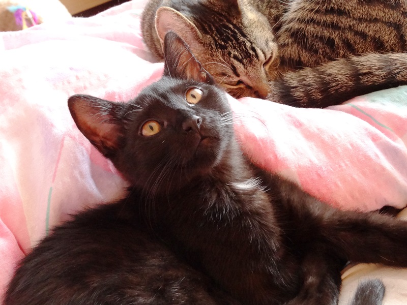 Adoptusie. Lily - zostaje w dt
