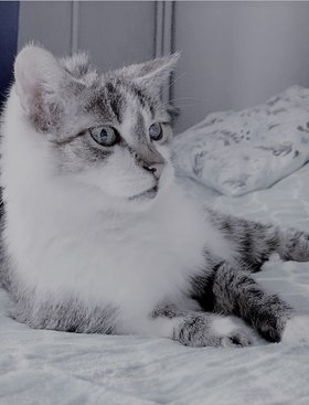 Fiołek [']