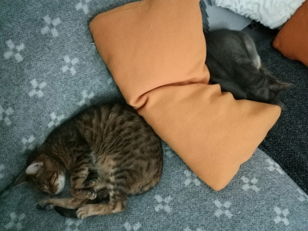 Misia i Misiek - koty po zmarłym... Już w domach! - Nowe wieści z domu Miśki!