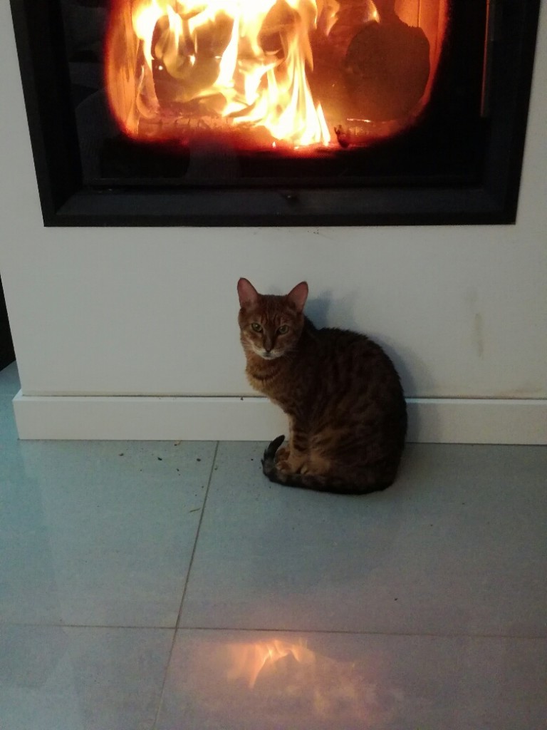 Misia i Misiek - koty po zmarłym... Już w domach! - Nowe wieści z domu Miśki!