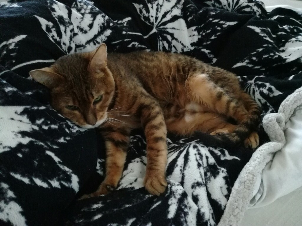 Misia i Misiek - koty po zmarłym... Już w domach! - Nowe wieści z domu Miśki!