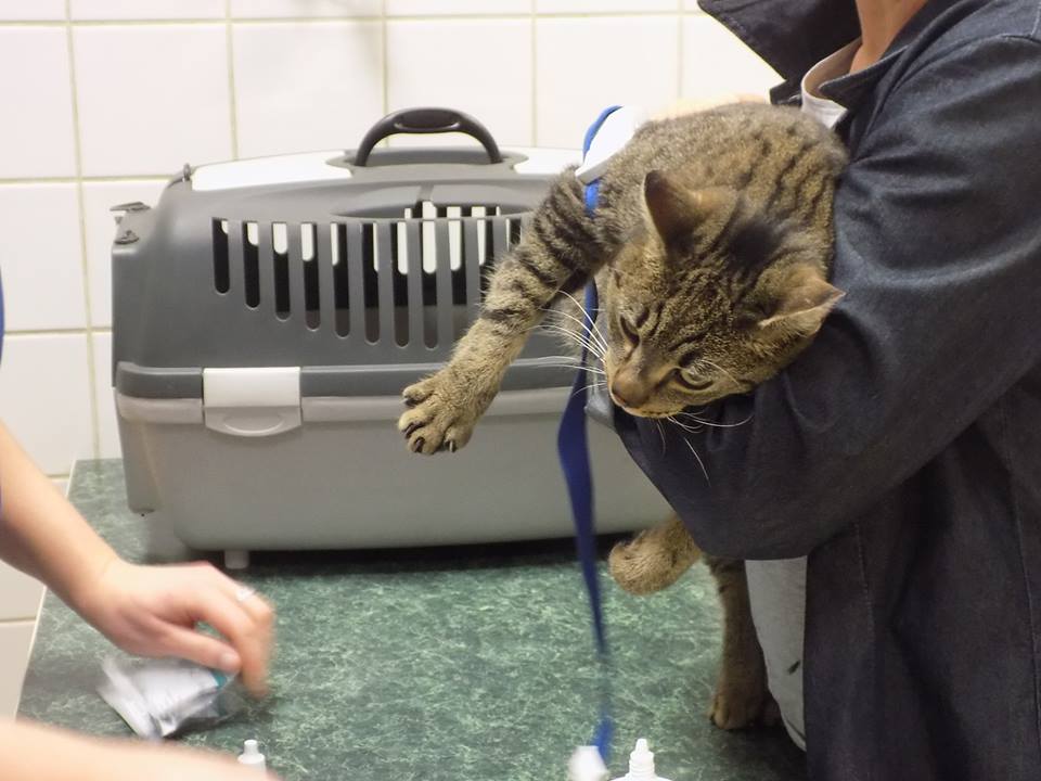 Szyszka – czas na nowe życie. Adoptowana :)
