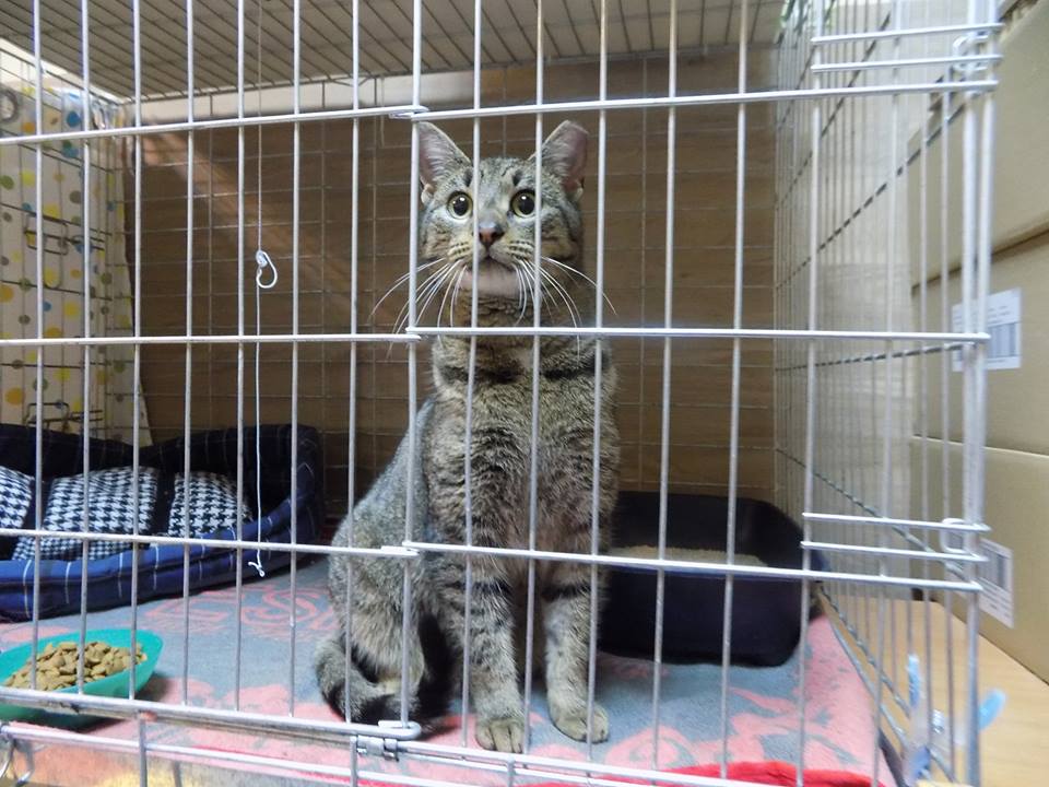 Szyszka – czas na nowe życie. Adoptowana :)