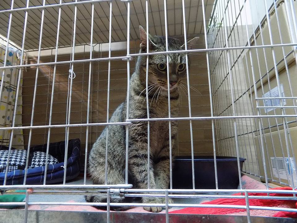 Szyszka – czas na nowe życie. Adoptowana :)