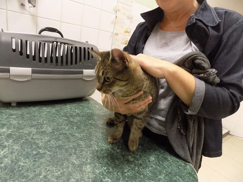 Szyszka – czas na nowe życie. Adoptowana :)