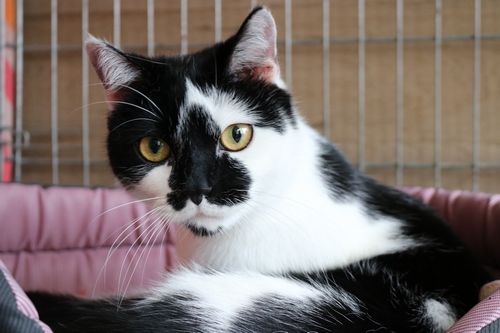 Adoptusie. Żuraw - przystojny i przyjacielski. W domu :)