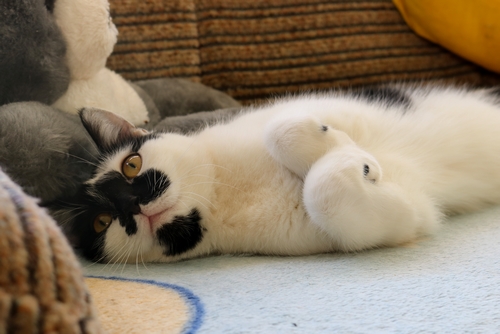 Adoptusie. Żuraw - przystojny i przyjacielski. W domu :)