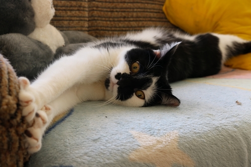 Adoptusie. Żuraw - przystojny i przyjacielski. W domu :)