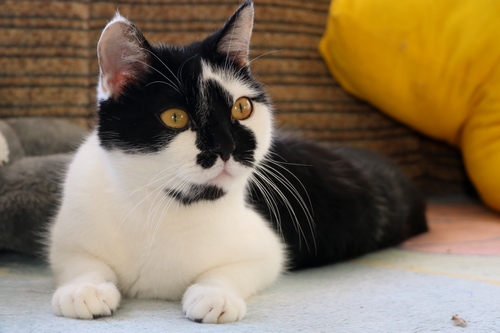 Adoptusie. Żuraw - przystojny i przyjacielski. W domu :)