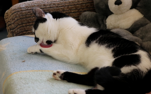 Adoptusie. Żuraw - przystojny i przyjacielski. W domu :)