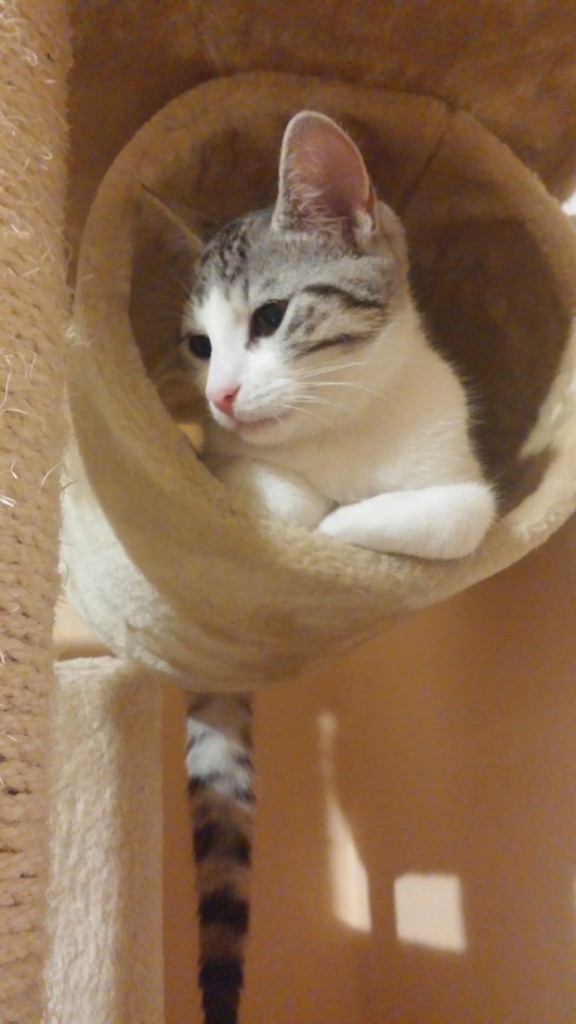 Adoptusie. Pistacja i Morela - bakaliowe kociaki. W domu :)