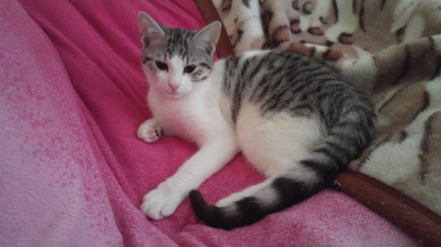 Adoptusie. Pistacja i Morela - bakaliowe kociaki. W domu :)