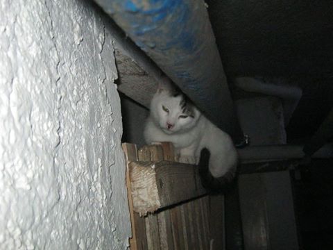 Kolejne sterylizacje kotów wolno żyjących