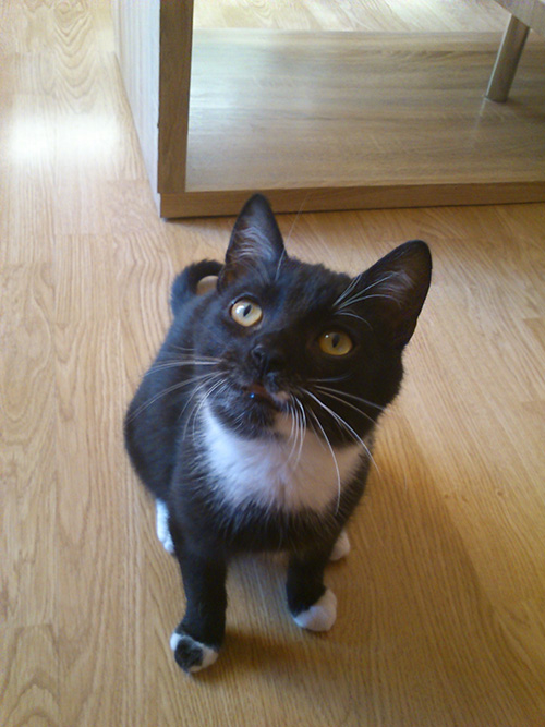 Adoptusie. Miluś rozrabiaka - w domu :)