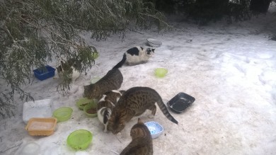 Kolejne sterylizacje kotów wolno żyjących