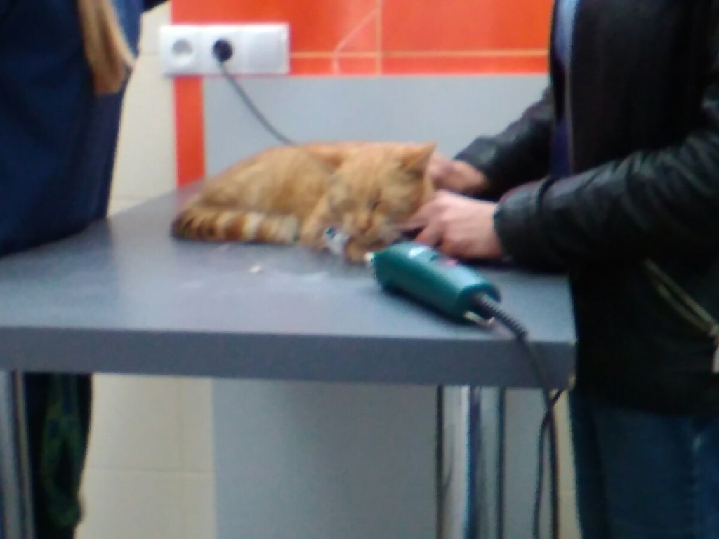 Wolno żyjący Rudy już na prostej ;-)