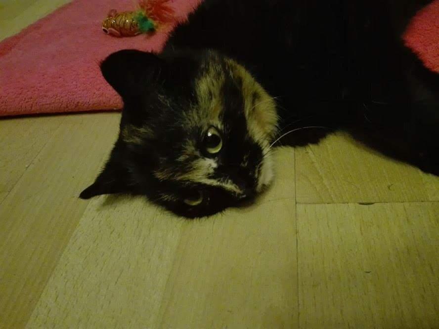 Tosia(felv+) w domu! :-)