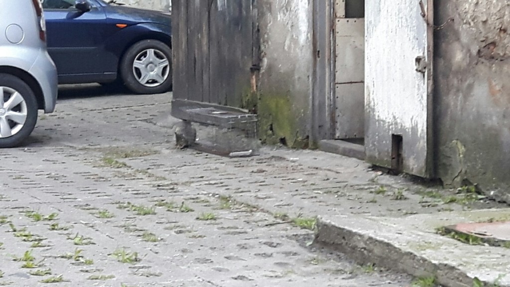 Wolno żyjąca kotka z wypadniętym odbytem - wróciła na wolność ;-)