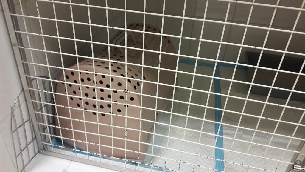 Wolno żyjąca kotka z wypadniętym odbytem - wróciła na wolność ;-)