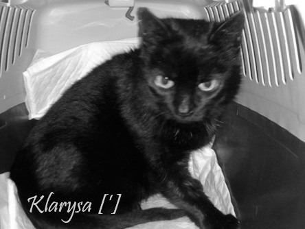 Klarysa - 13-letnia kotka wolno żyjąca [']