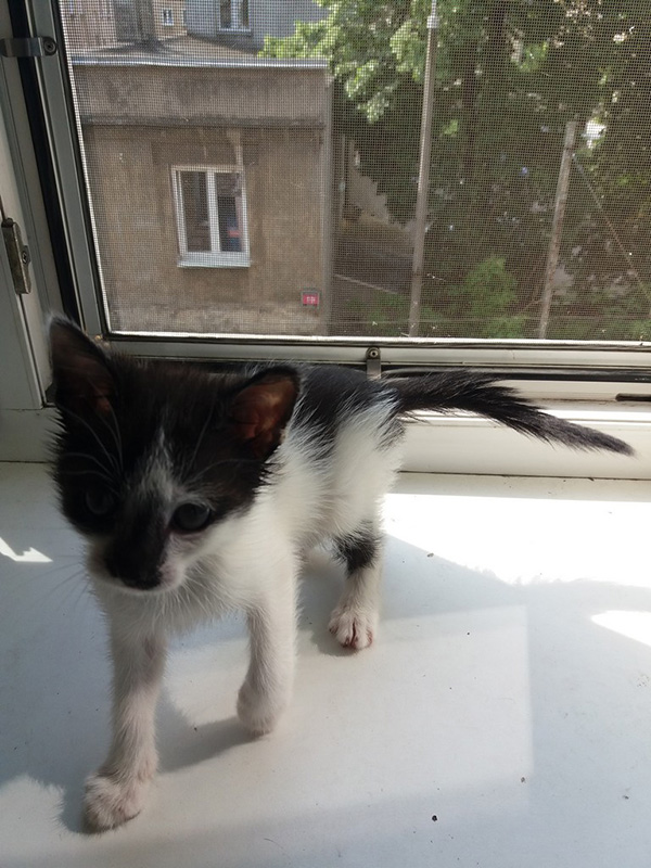 Adoptusie. Jerry – złotko psotko. W domu :)
