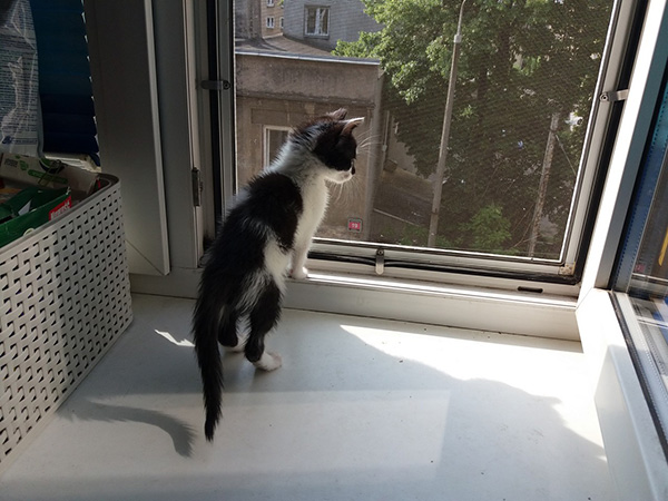 Adoptusie. Jerry – złotko psotko. W domu :)